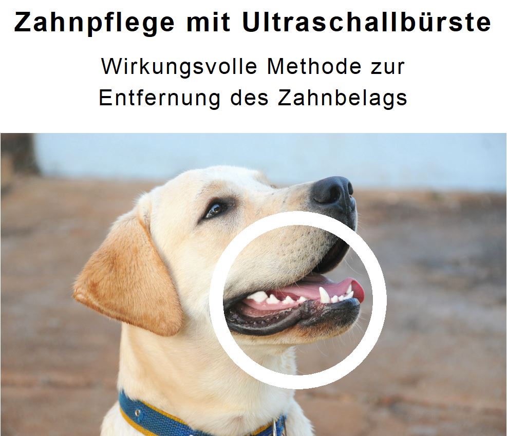 Zahnpflege mit Ultraschall im Hundesalon Mon Cheri